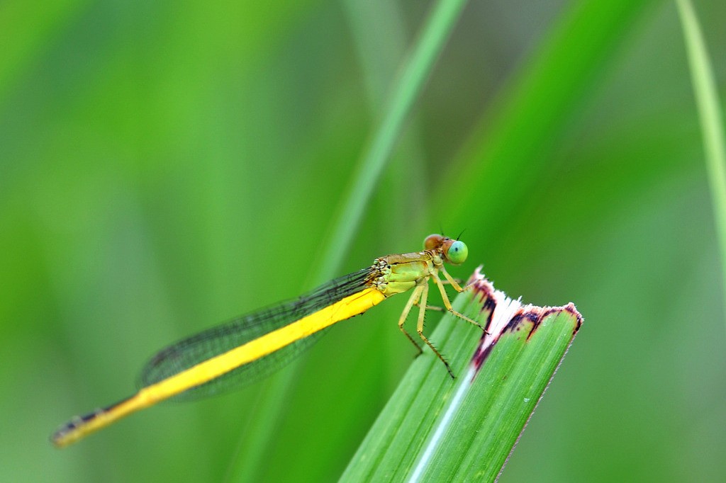 蜻蜓幼虫的各种种类,蜻蜓各种品种都叫什么名字