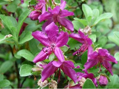 怎样养杜鹃花开的更旺,杜鹃花长得很旺盛为什么不开花