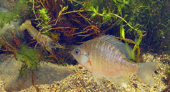 太阳鱼入侵四川哪些区域,太阳鱼能在河流里存活吗