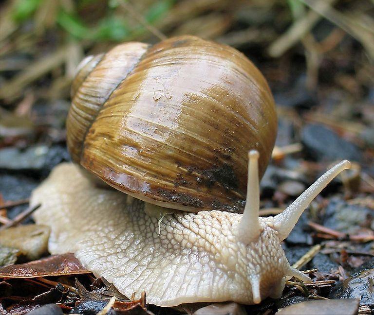 蜗牛有哪些基本知识,蜗牛的舌头有什么特点