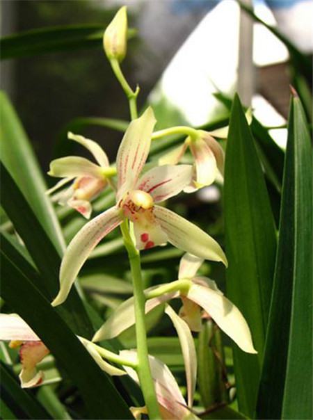 兰花十大名花排名及产地,详解十大名花兰花的特点