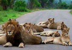 狗到底可以吃海带吗,狗多大可以吃海带