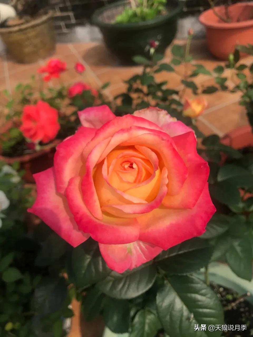 月季花是时候展现真正的技术了 (开春的第一波月季花就这么过去了)