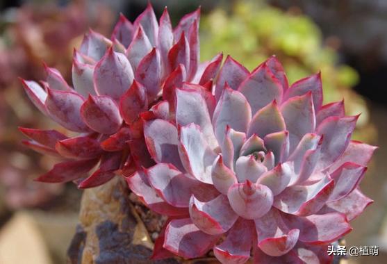 雨后的赫拉特别干净，颜值很赞，让多肉赫拉状态佳，无非做好6点