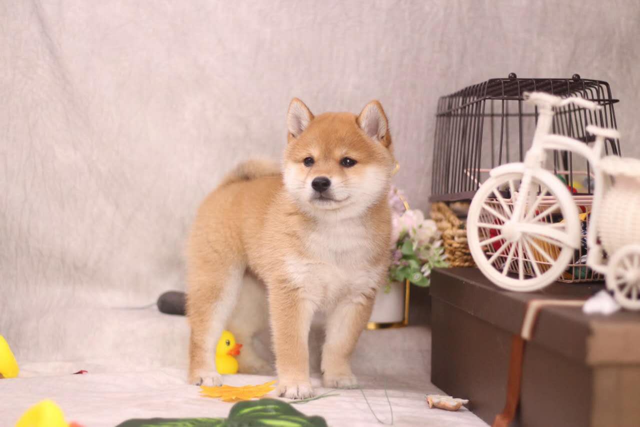 3000能买一只纯种比熊吗,3000买的柴犬