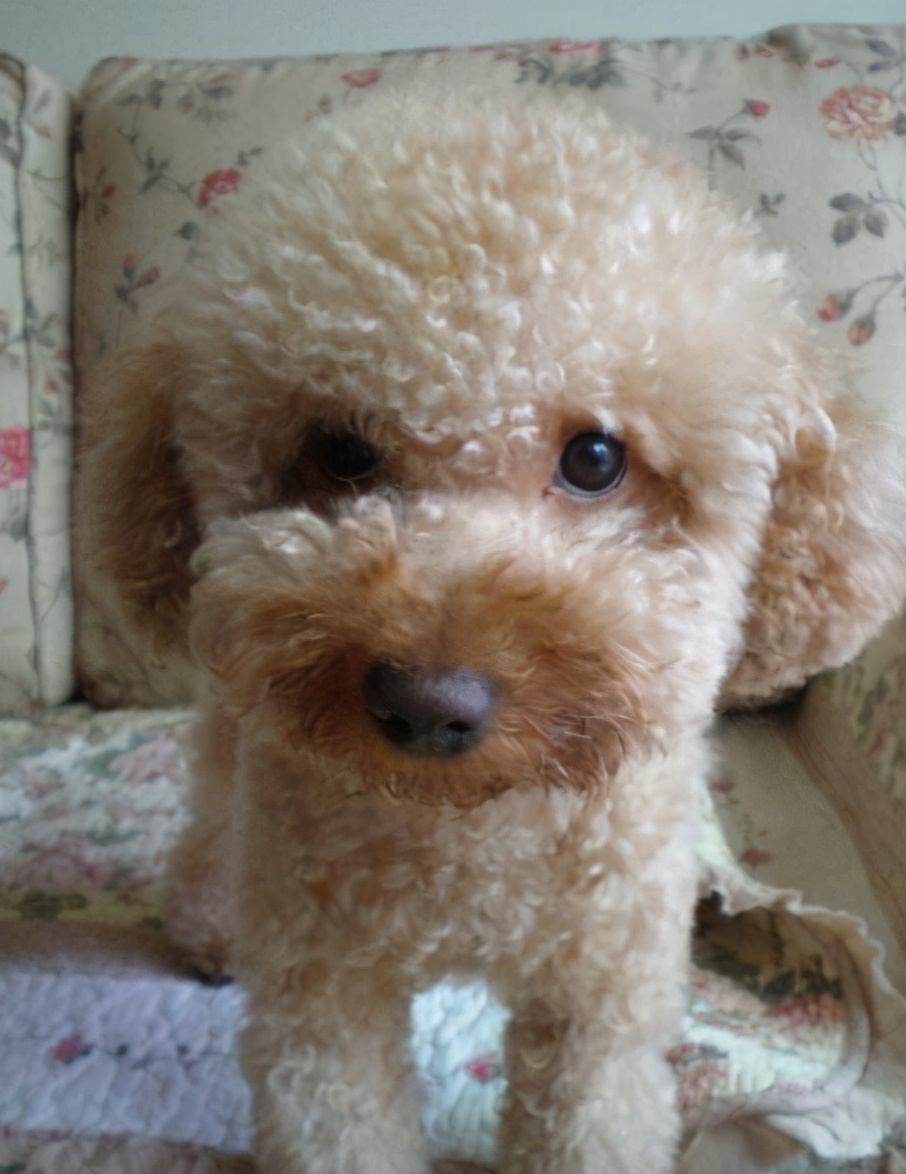 新手养狗泰迪怎么选择狗粮,新手养狗泰迪基础知识