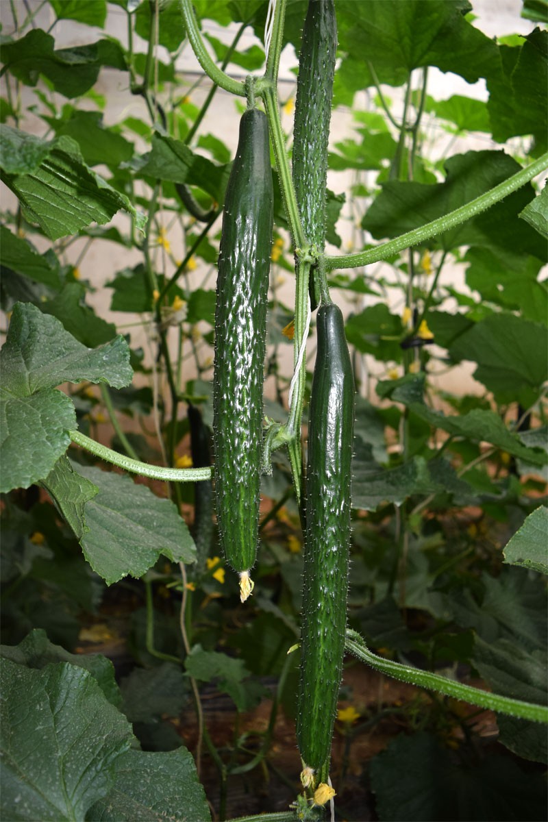新品种黄瓜视频,黄瓜新品种大集合