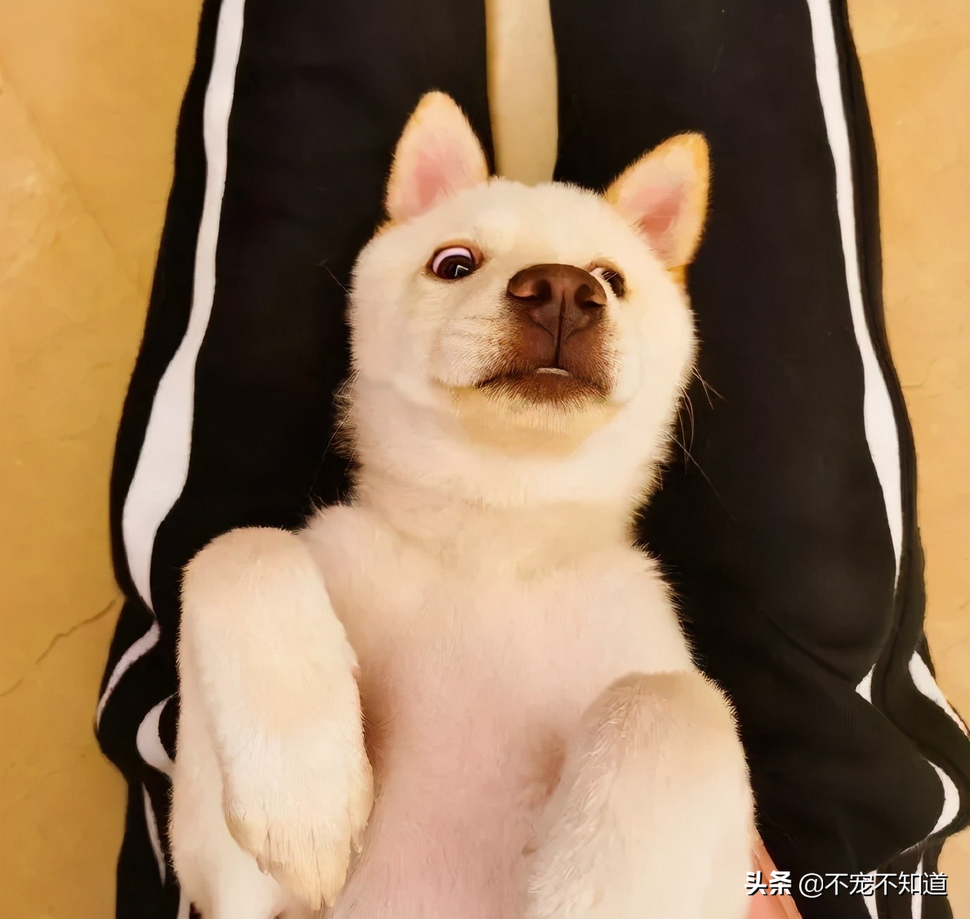 中华田园犬小时候的可爱图片,中华田园犬颜值天花板小奶狗