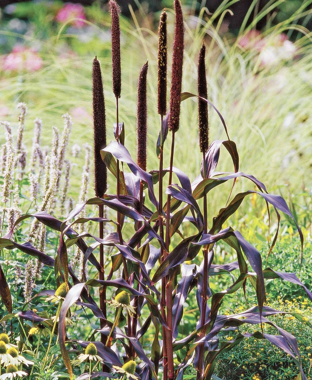 既能净化空气又美观的植物,10种好看的花卉