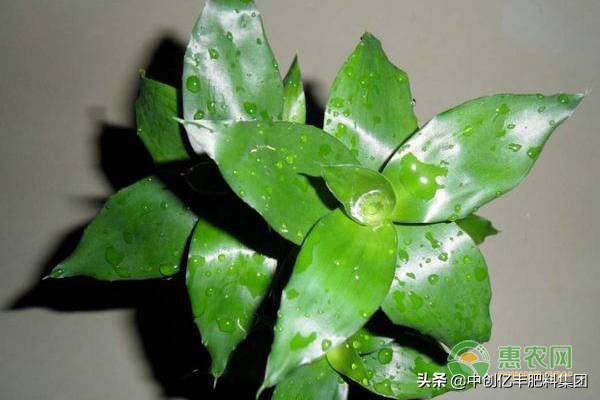 富贵竹杆发黄怎么急救视频,富贵竹叶子发黄怎么救