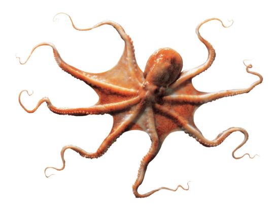 5-9岁儿童创意绘画：章鱼