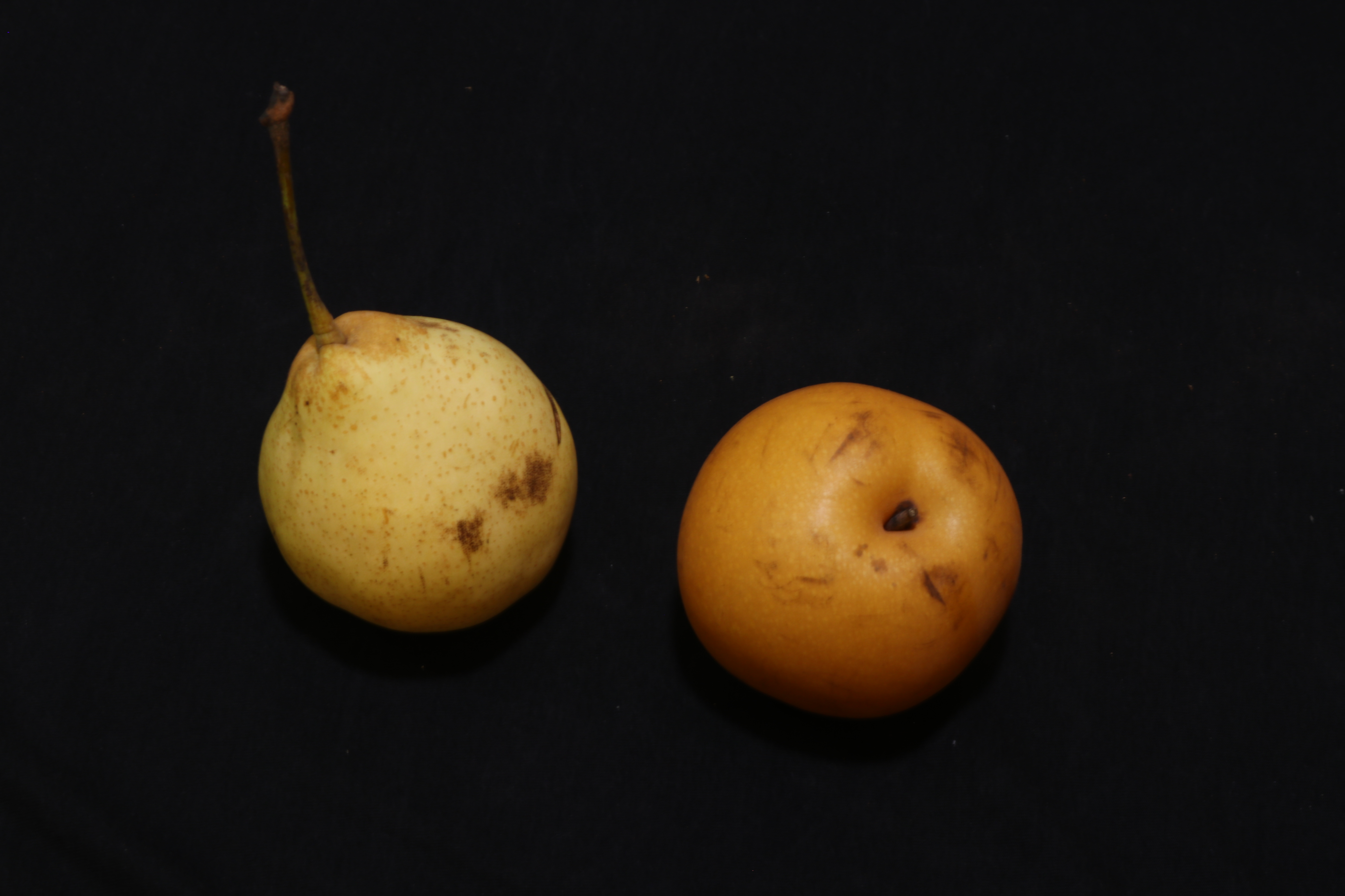 原产我国的古老水果“梨中元老”鸭梨，为什么没有日本梨受欢迎？