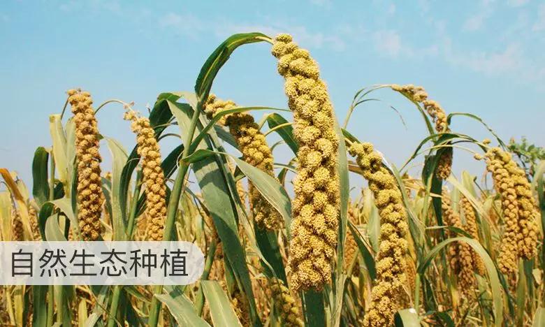 小米五谷杂粮的药用,小米养胃大全