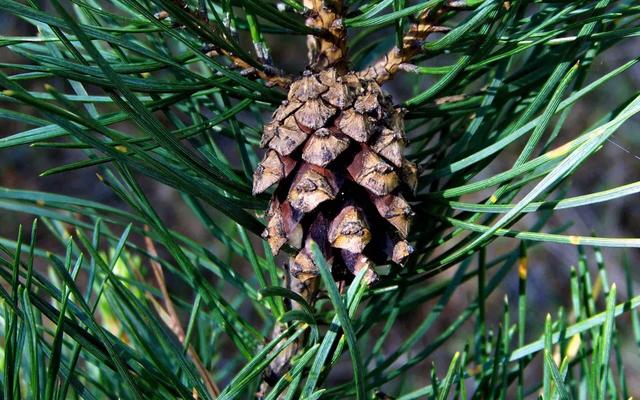 松树顽强生命力的古诗,关于松树顽强生存的诗句