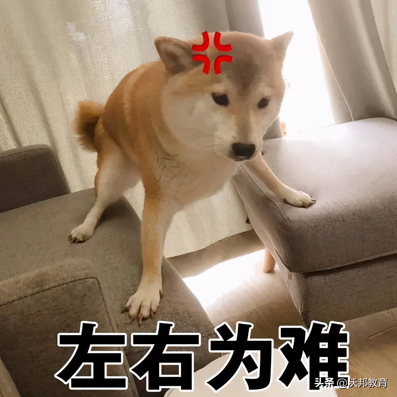 西南位育国际部师资力量,西南位育国际部