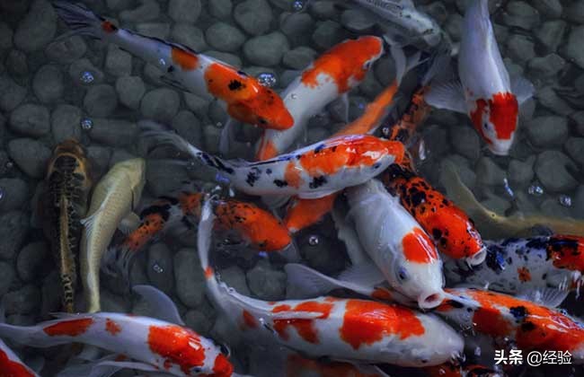 锦鲤养殖技术与利润,锦鲤养殖技术设备加盟商