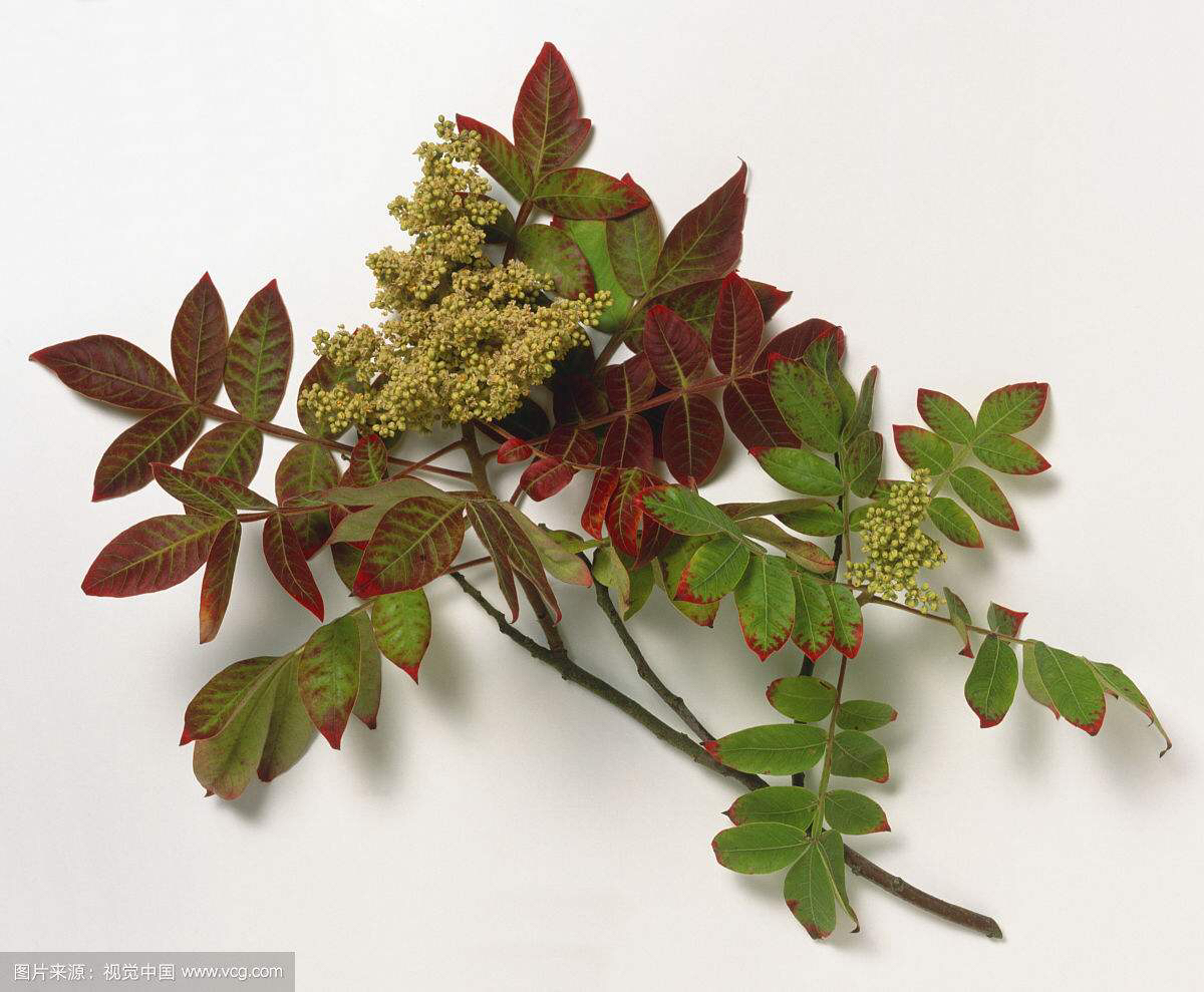 中药材干漆是油漆么,中药材干漆是不是三七