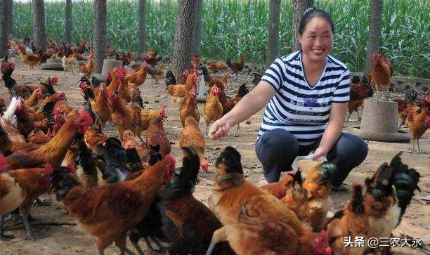 养鸡解暑小妙招,天气热养鸡吃什么药防病