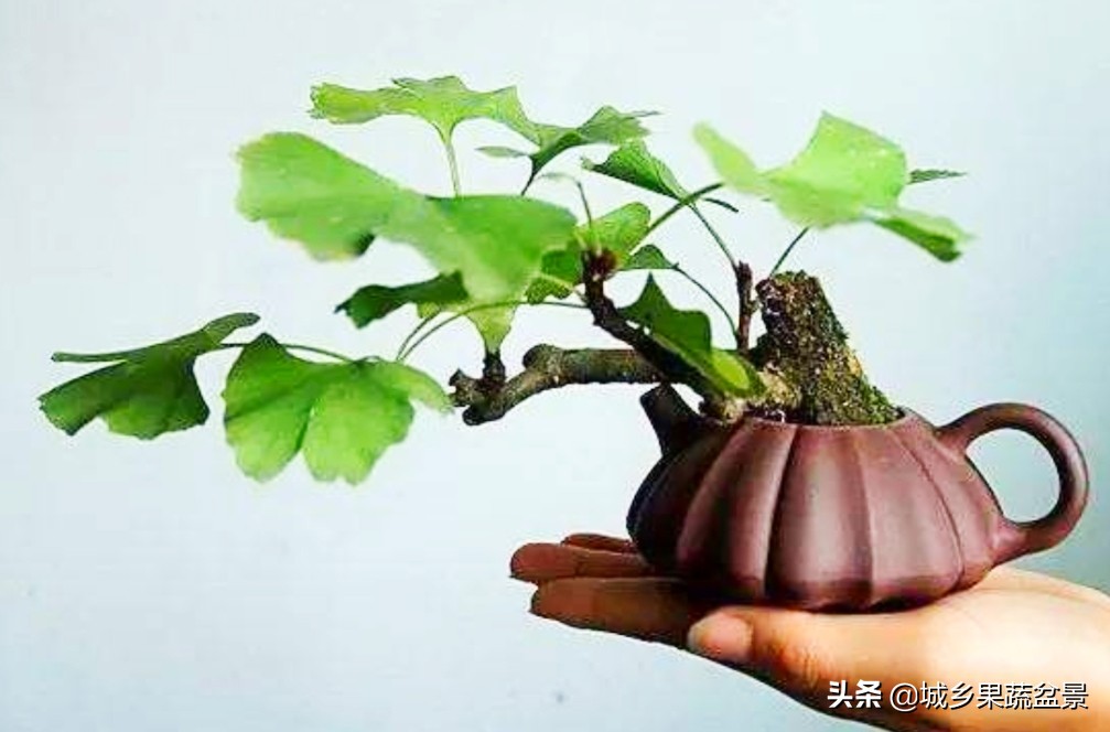 三十多年经验教你制作掌上树桩盆景，形态小巧，造型玲珑别致