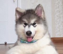 超级可爱呆萌的小奶狗,全种类小奶狗超萌合集