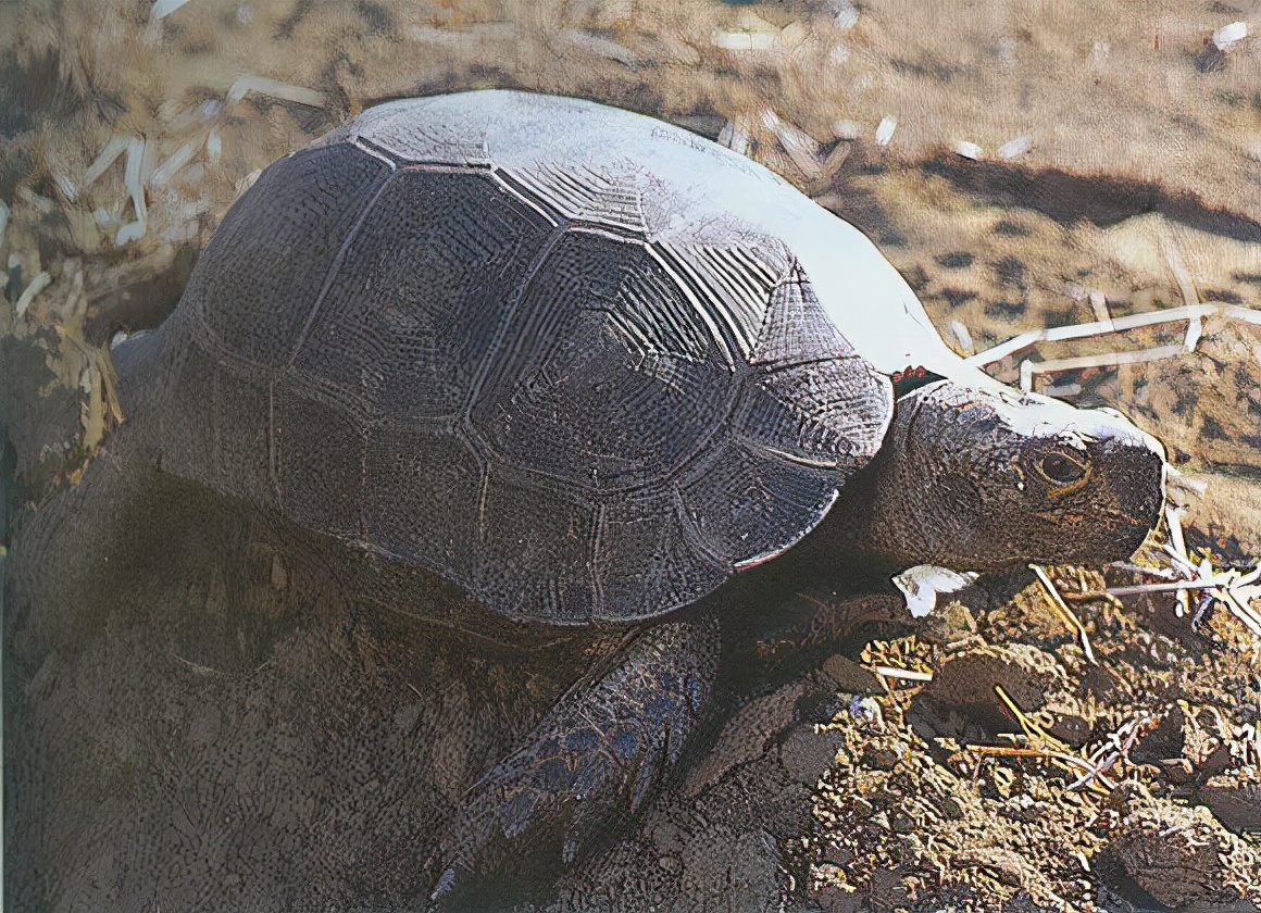 龟类纪录片,龟类图片