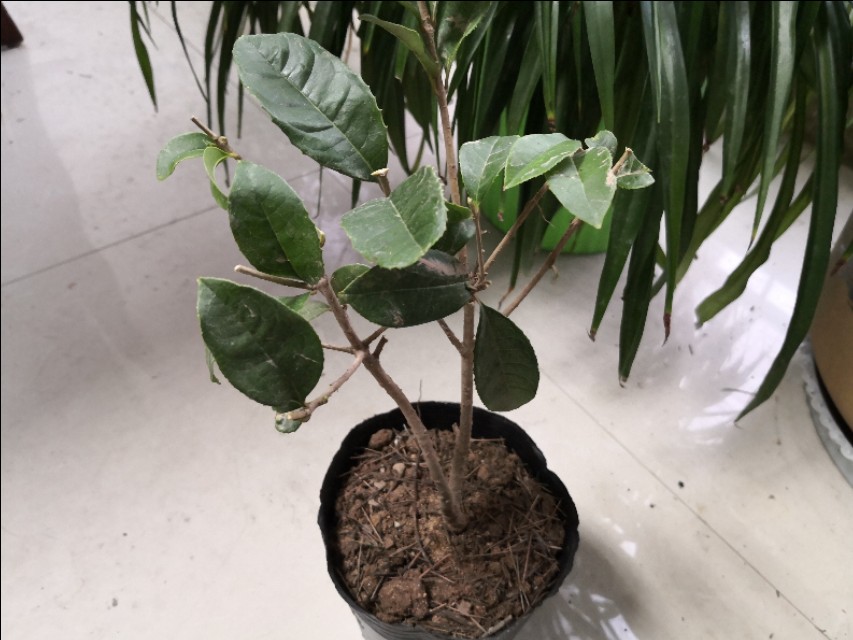 网购桂花盆栽,网购的花养多久才能活