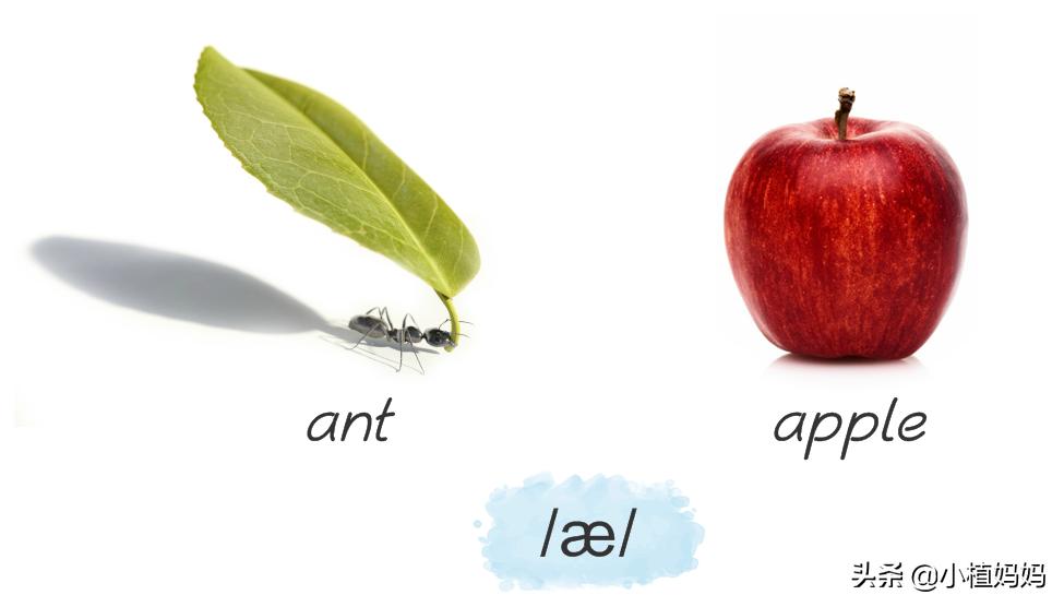 自然拼读是不是音标,自然拼读是不是就是音标