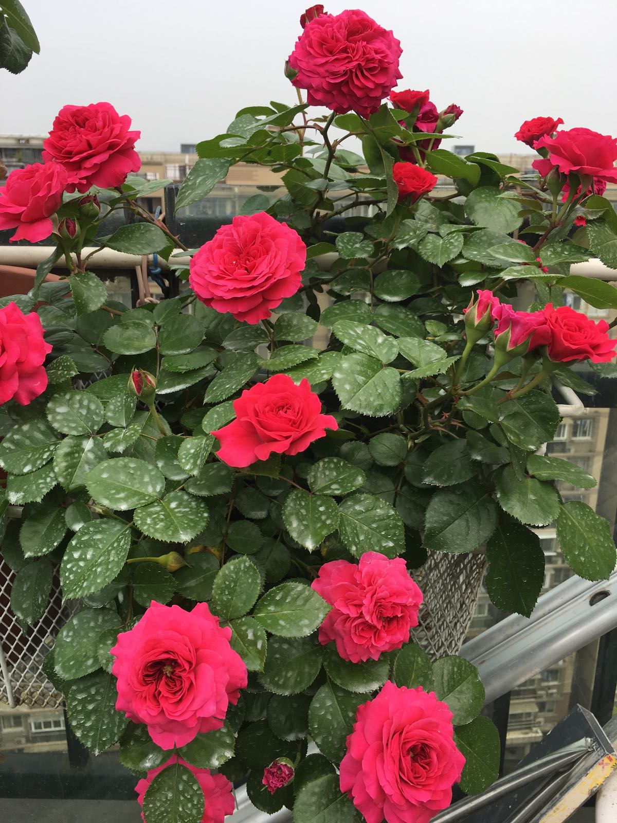 7种小型藤本植物,能在阳台上养,花量巨大,花期长,阳台变花园