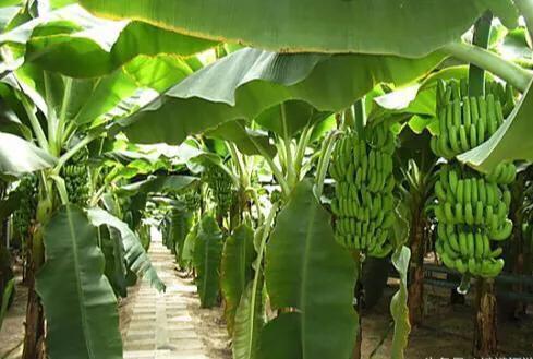 香蕉的种子科普视频,香蕉科普