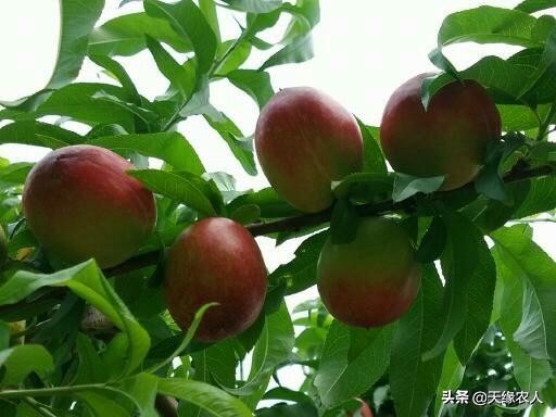 油桃养护,油桃全年用药和管理方案