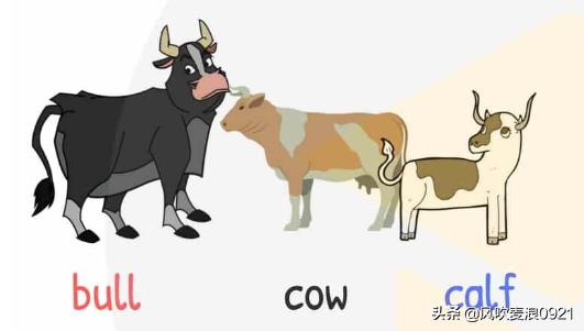 儿童跟读学英语动物单词,看图记单词学口语