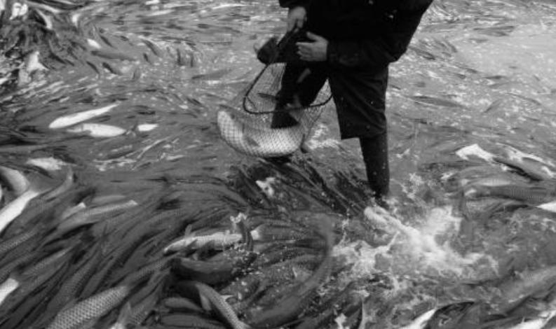 鱼塘养草鱼怎么预防病,草鱼池塘养殖水质管理