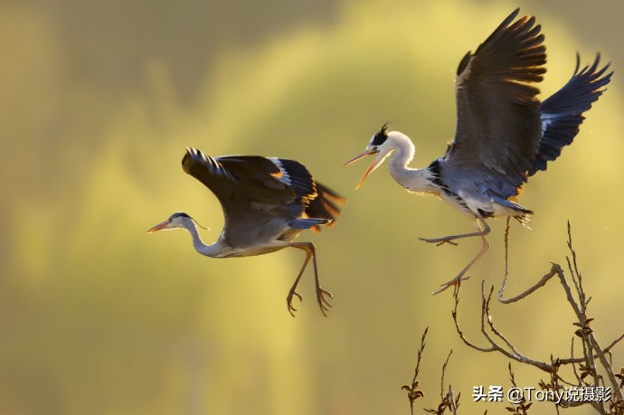 摄影拍鸟如何拍出白色羽毛的细节,如何拍鸟这些鸟类摄影技巧要学会