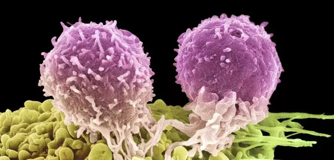 闈跺悜鑽拰pdl鍝娌荤枟鐧岀棁鏇村ソ,鎶楃檶闈跺悜鍒跺墏