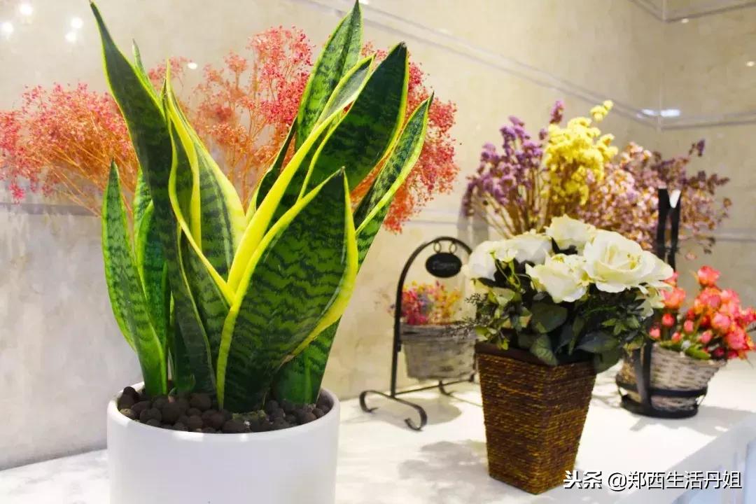 很美的一家店获众多外国友人好评