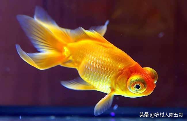 金鱼养殖注意事项介绍大全,如何把金鱼养好详细攻略