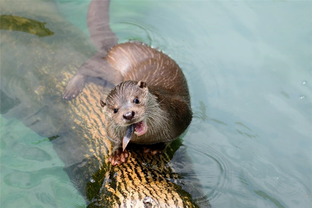 真实的水猴子存在吗,科学家们认为水猴子真实存在吗