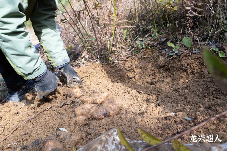贵州道地药材天麻,道地药材天麻之乡