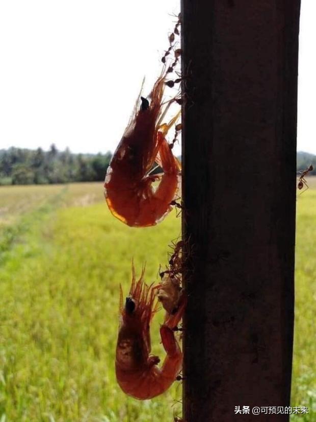 大自然的奇妙之处写话,大自然的奇妙之处作文350字