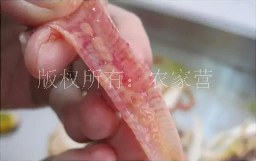 鸡痘症状图片,鸡痘病是什么症状