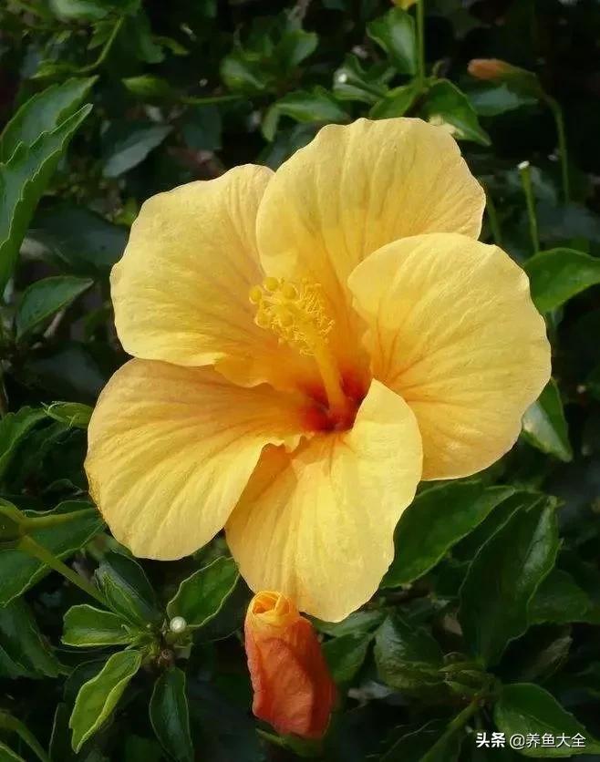 一至十二月的花期,12月到2月份的花期