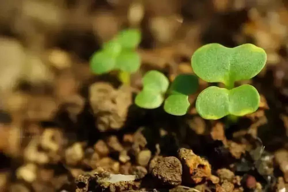 徐文兵一年四季的饮食,徐文兵饮食
