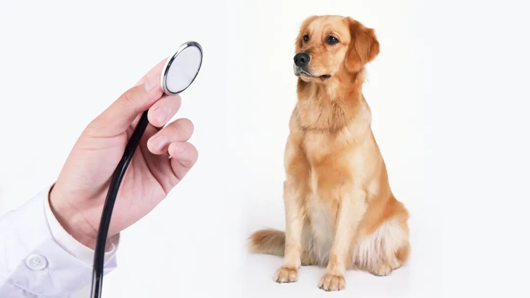 狗：我一次恋爱都没谈，居然得了这种病