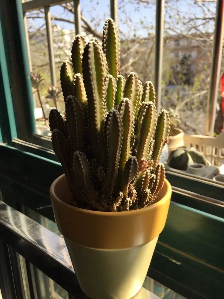 一见倾心二见,一见倾心二见倾城三见定终身