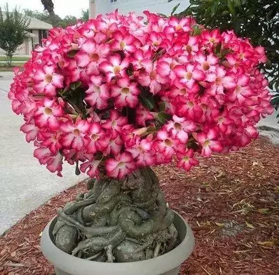 五月份被公认阳台最好养的10种花,喜阴耐旱适合室内养的50种花