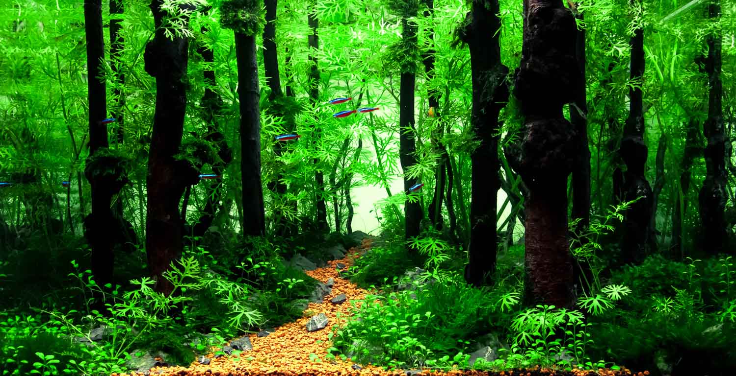 观赏鱼烂肉如何清理,观赏鱼烂了怎么补救