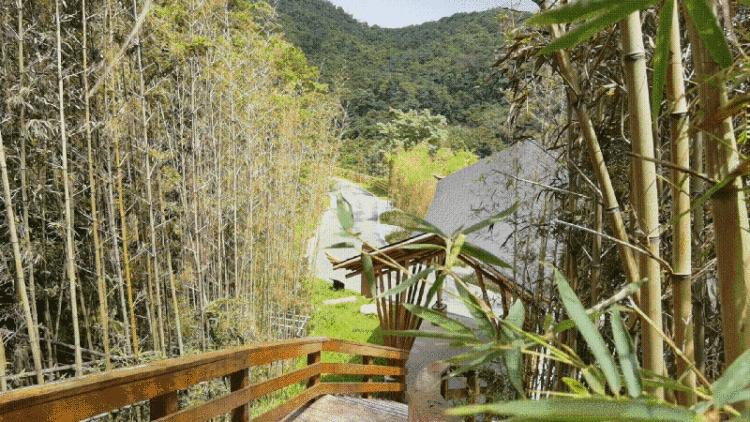 不离深,深圳高颜值绿道推荐一日游正好