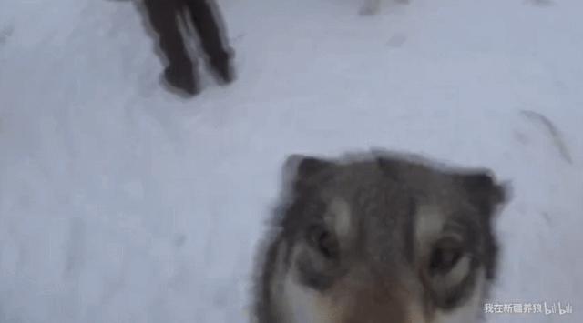 养狼disco：我在*疆新**，把狼养成了哈士奇