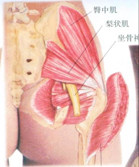 臀部肌群怎么练？你可能不知道的小秘密