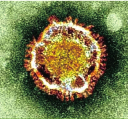新冠病毒的前世今生及预防,揭秘新冠病毒的源头的视频